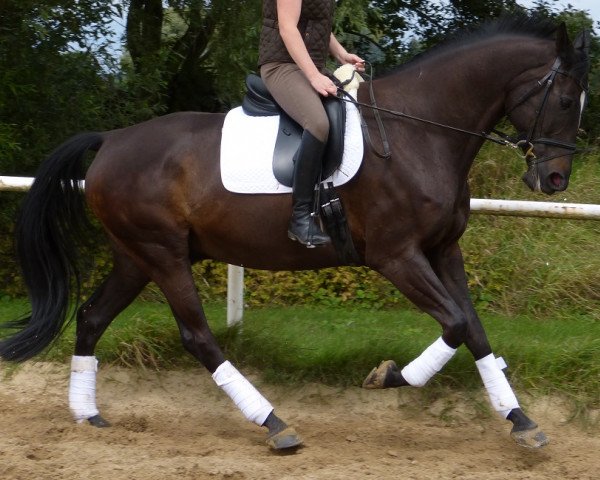 Dressurpferd Savoxx (Hannoveraner, 2006, von Sir Savoy)