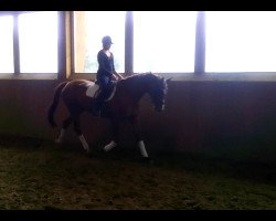 Springpferd Belle Caprice Go (Trakehner, 2004, von Bel Espace Go)