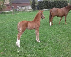 stallion Von und Zu G (German Riding Pony, 2014, from Vom Besten G)