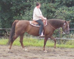 Zuchtstute Princess (Appaloosa, 2002, von Jury Duty)