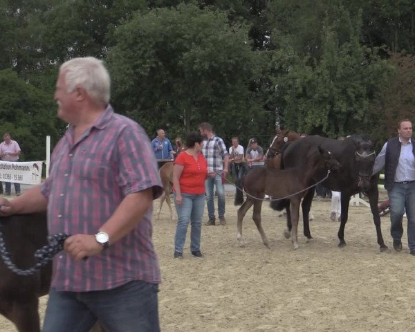 Stuten- und Fohlenschau Marl 2019