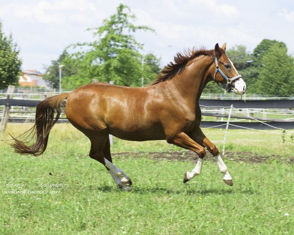 Dressurpferd San Remo 108 (Württemberger, 2009, von Sir Nymphenburg I)