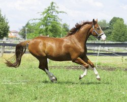 dressage horse San Remo 108 (Württemberger, 2009, from Sir Nymphenburg I)