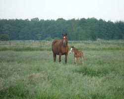 broodmare Loni (Hanoverian, 2001, from Lordanos)