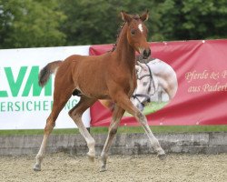 Pferd Giaccomo (Deutsches Reitpony, 2014, von Golden State 2)