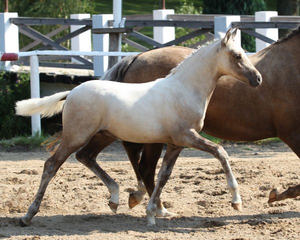 dressage horse Donnergold (German Riding Pony, 2014, from Don Dolino)