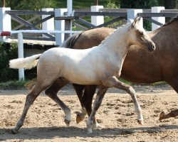 Dressurpferd Donnergold (Deutsches Reitpony, 2014, von Don Dolino)