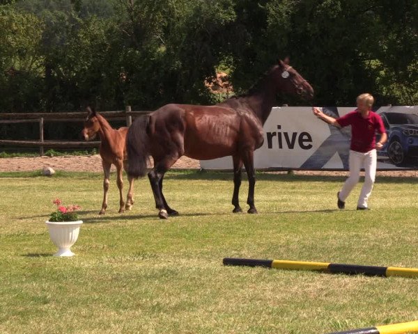 Fohlenschau Ladeburg 2019