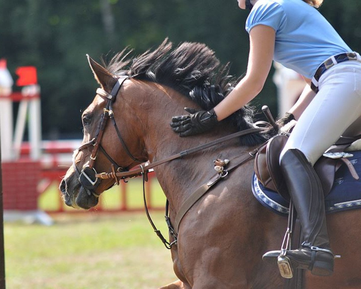 jumper Stella 531 (German Warmblood, 2003)