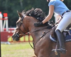 jumper Stella 531 (German Warmblood, 2003)