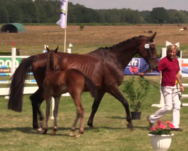 Fohlenschau Ladeburg 2019