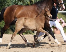 dressage horse Schierensees S'Il Vous Plait (German Riding Pony, 2014, from FS Mr. Right)