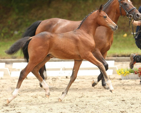 jumper Olando 17 (German Riding Pony, 2014, from Justin 127)