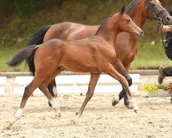 Springpferd Olando 17 (Deutsches Reitpony, 2014, von Justin 127)