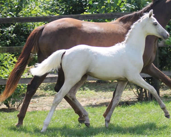 Zuchtstute Hykeham's Stella (Deutsches Reitpony, 2014, von Spring Star's Spirit)