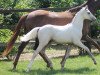 Zuchtstute Hykeham's Stella (Deutsches Reitpony, 2014, von Spring Star's Spirit)