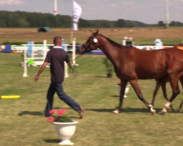 Fohlenschau Ladeburg 2019