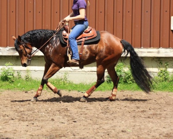 Zuchtstute SMART WING CHEX (Quarter Horse, 2009, von King's Sexy Chex)