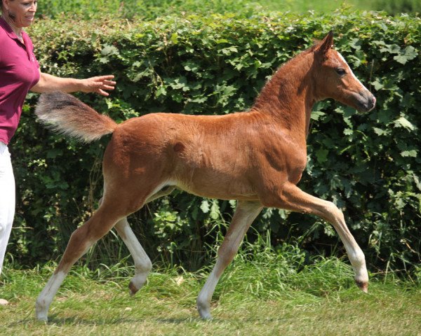 Springpferd Dreamboy (Deutsches Reitpony, 2014, von Der Kleine Lord)