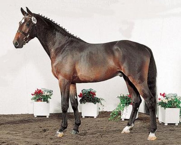 stallion Centimor 111 FIN (Holsteiner, 1997, from Concerto II)