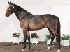 stallion Centimor 111 FIN (Holsteiner, 1997, from Concerto II)