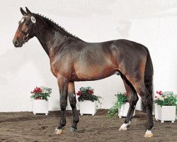 Deckhengst Centimor 111 FIN (Holsteiner, 1997, von Concerto II)