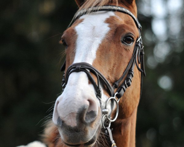 jumper Galoubet 19 (Belgian Warmblood, 1999, from Gratianus)