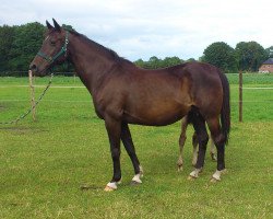 broodmare Levante IV (Holsteiner, 1996, from Coriander)