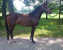 broodmare Stute von Catoki (Holsteiner, 2012, from Catoki)