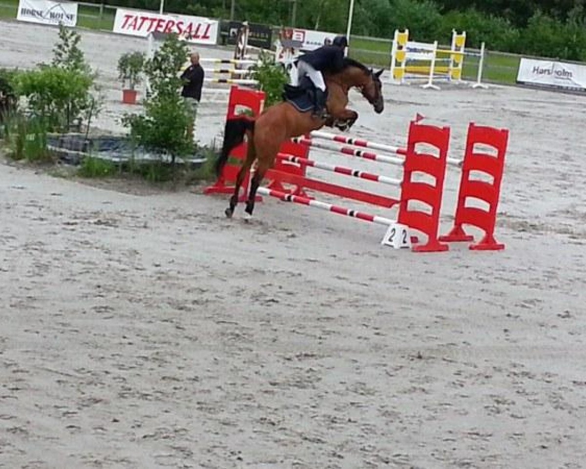 jumper Hussmanns Cayenne (Danish Warmblood, 2008, from Carmargue)