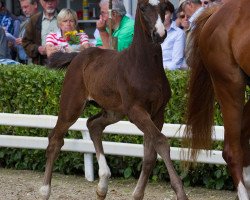 broodmare C'est la vie (Rhinelander, 2014, from Carantas)