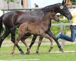 stallion Future B (Hanoverian, 2014, from Feedback)