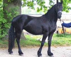 broodmare Nynke vom Eichenhain (Friese, 2012, from Beart 411)