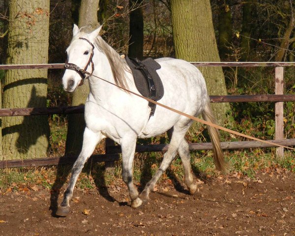 broodmare Brilhante (Lusitano, 2006, from Quartzo)