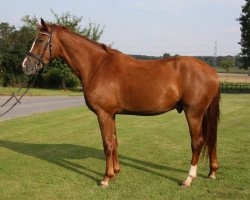 dressage horse Benji (Westphalian, 2011, from Benetton Dream FRH 1301)