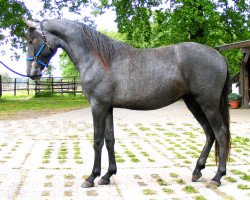 Pferd Héloisa (Lusitano, 2012, von Poeta 2)