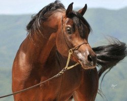 stallion Vergil ox (Arabian thoroughbred, 2005, from El Amin ox)