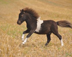 Pferd Upside Down vom Gothensee (Shetland Pony (unter 87 cm), 2014, von Upside van de berk)