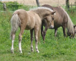 horse Jamil vom Gothensee (German Classic Pony, 2014, from Just Dance vom Regenbogen)