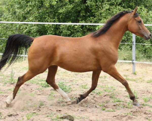 broodmare Maskada ox (Arabian thoroughbred, 2009, from Vergil ox)