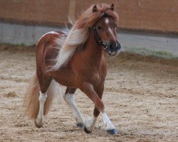 broodmare X-Pussy (Shetland Pony,  , from Xente van't heut)