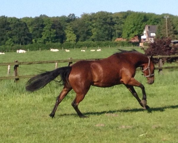 Zuchtstute KT Moonlight Lake (Quarter Horse, 2008, von Smart Chicinic)