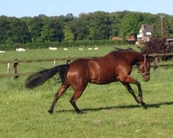 Zuchtstute KT Moonlight Lake (Quarter Horse, 2008, von Smart Chicinic)