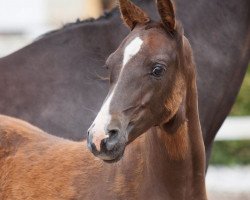 horse Dressage M (German Riding Pony, 2014, from Dressman II)