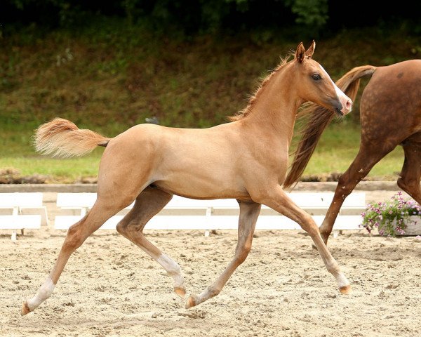 jumper Danny's Goldstück (German Riding Pony, 2014, from Danny Gold)
