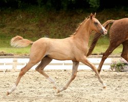 dressage horse Danny's Goldstück (German Riding Pony, 2014, from Danny Gold)