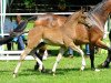 dressage horse Liese Lotte (Hanoverian, 2014, from Cosmopolitan NRW)