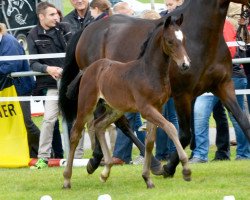 stallion Carinjo (German Riding Pony, 2014, from Call Me Sp WE)