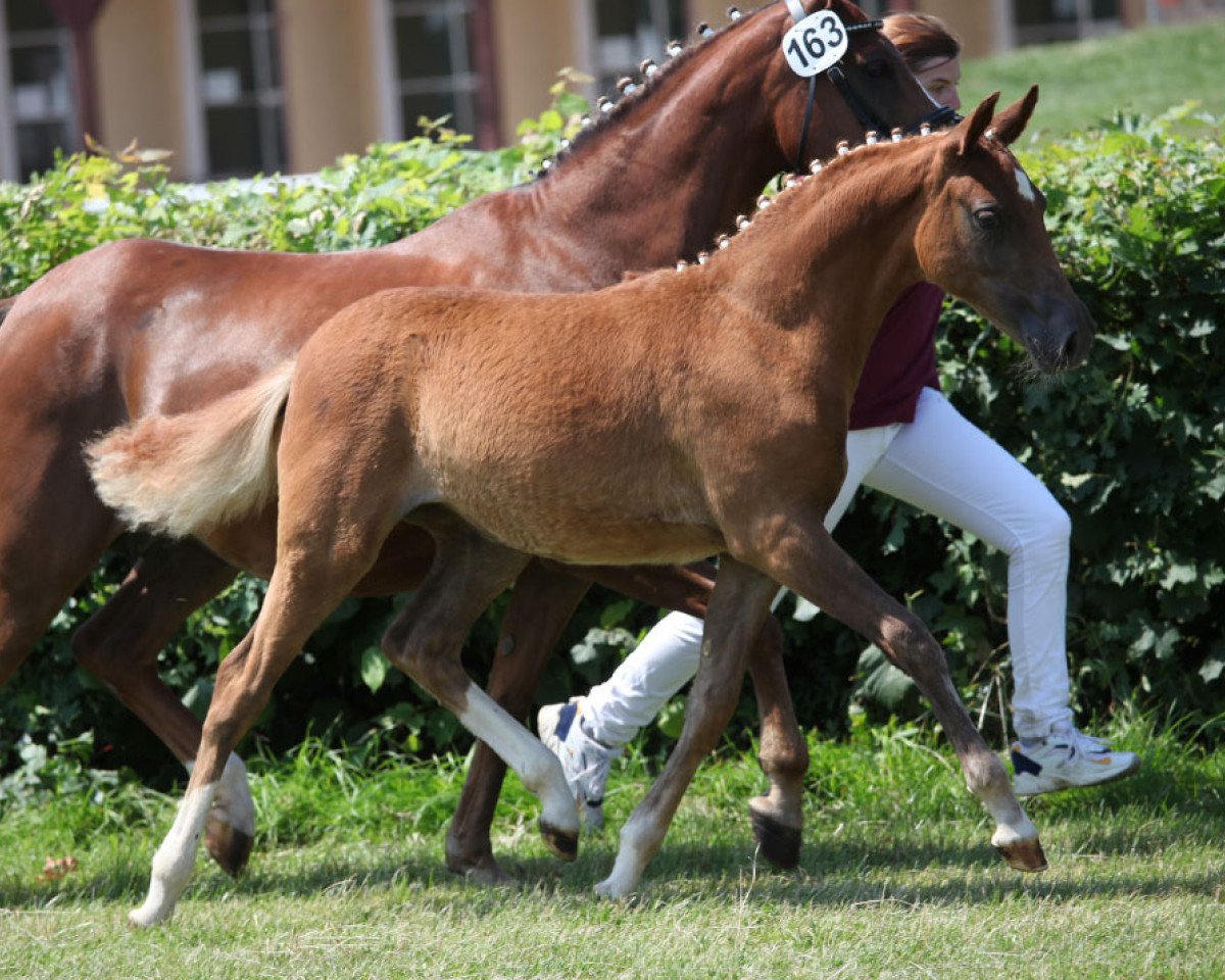 broodmare Mademoiselle S (German Riding Pony, 2014, from Hesselteichs Grimaldi)
