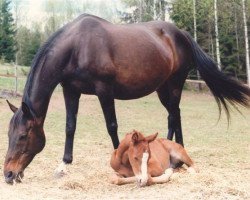 broodmare Miss Forsyte xx (Thoroughbred, 1975, from Pan xx)